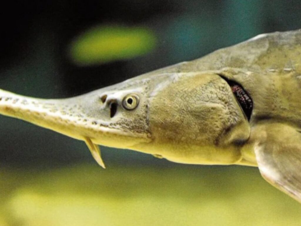 Investigan hurto de 40 esturiones en planta de Baygorria