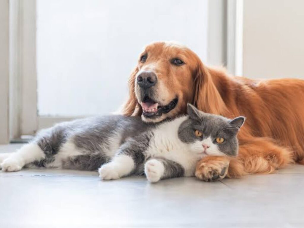 Nuevo plan de castraciones a perros y gatos en Río Negro