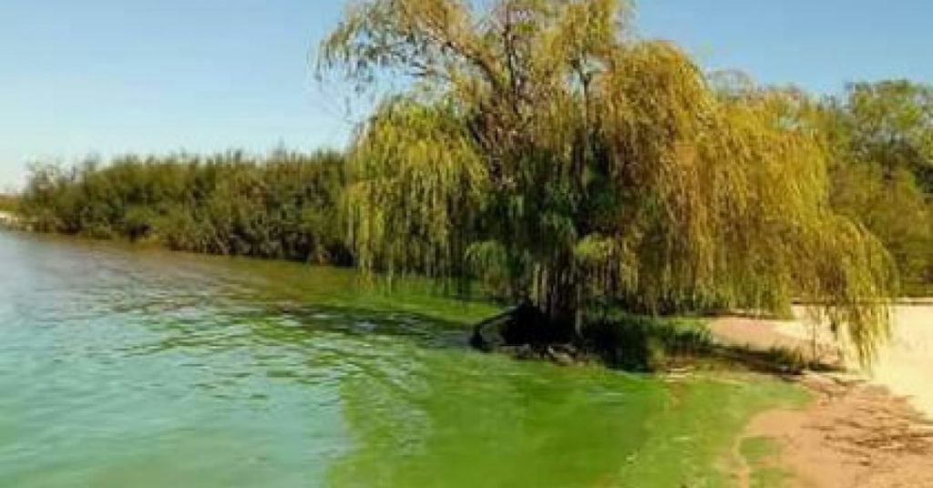 Advierten sobre floraciones de cianobacterias en playas de Rio Negro