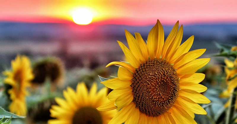 Sexta edición de la Fiesta del Girasol en San Javier