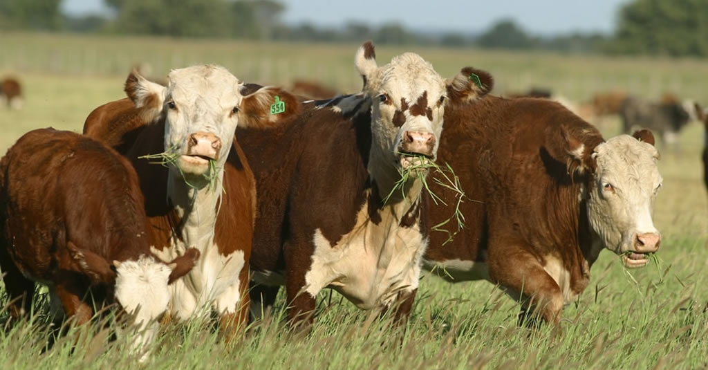 Gobierno promulgará decreto que facilita la importación de raciones