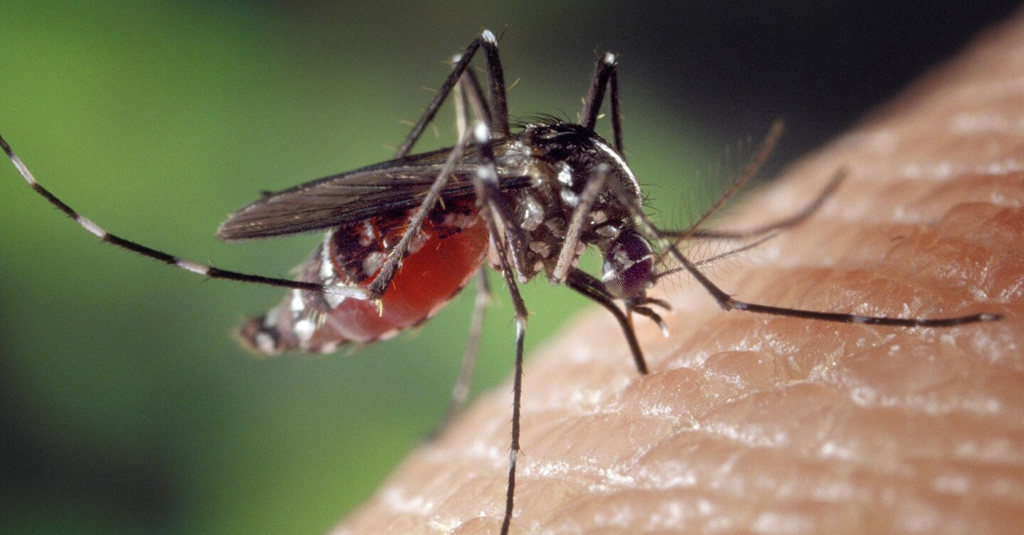 Registran en Fray Bentos el segundo caso de Chikungunya