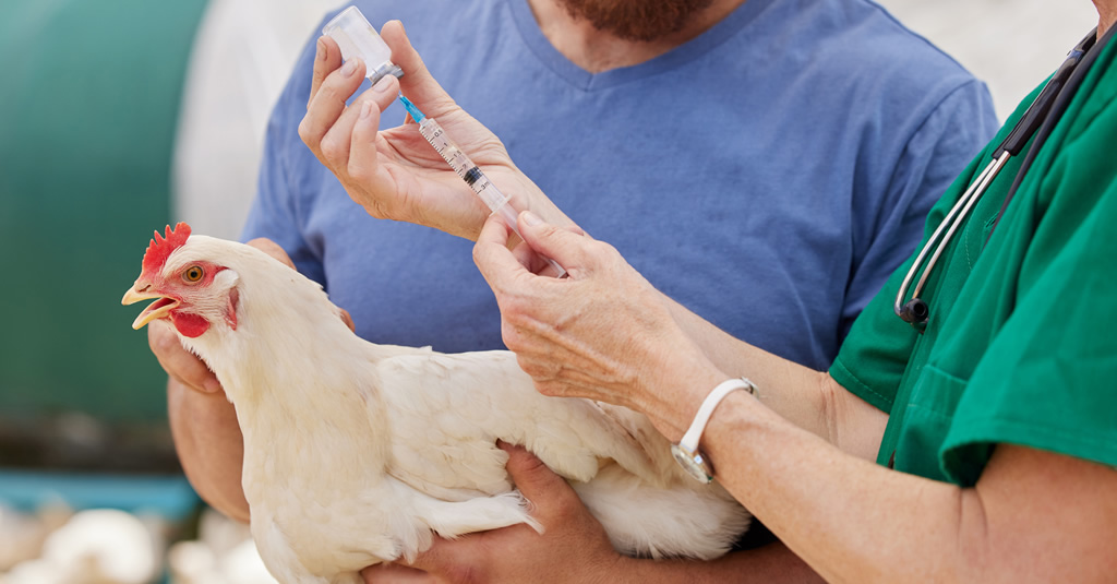 Vacunación obligatoria contra la Gripe Aviar a partir del 2 de mayo