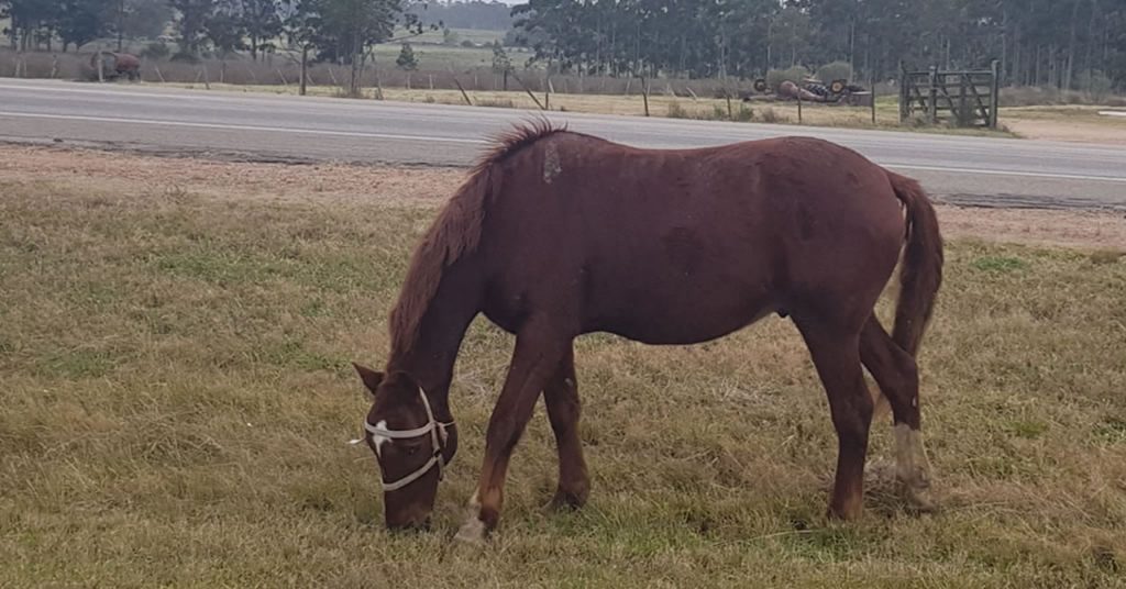 Intendencia ya incautó 7 caballos en la vía pública