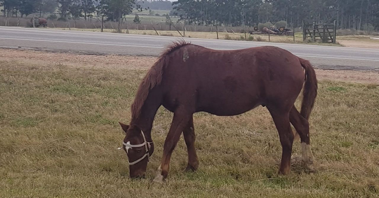 Intendencia ya incautó 7 caballos en la vía pública