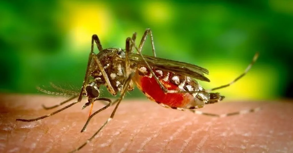 MSP Río Negro desarrolla plan para combatir el vector transmisor del Dengue